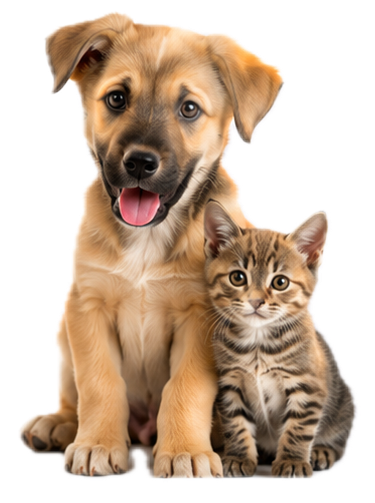 Un perro y un gato juntos