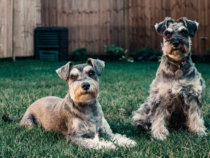 ¿Perro o gato? Cómo elegir a tu compañero ideal