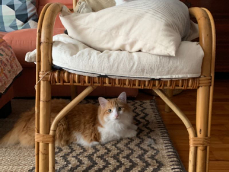 Cuidados básicos para tu gatito
