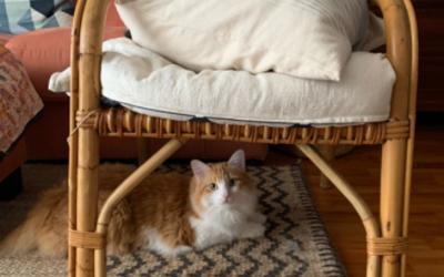 Cuidados básicos para tu gatito
