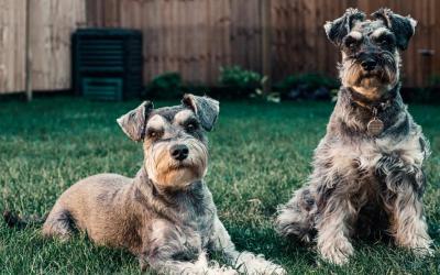 Cómo enseñar buenos hábitos a tu perro