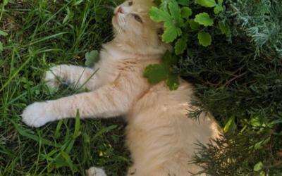 Historias de adopción que inspiran