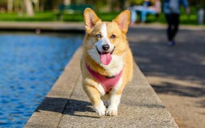 De la calle a un hogar: la historia de Rocky