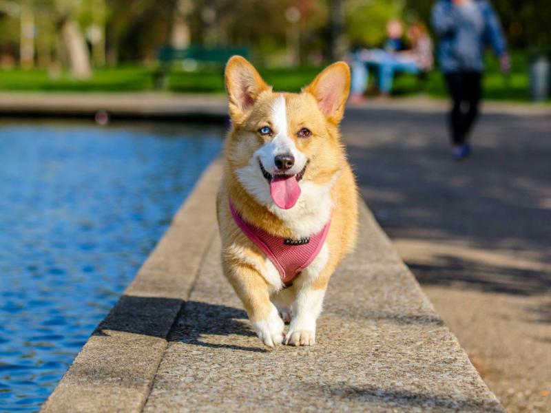 De la calle a un hogar: la historia de Rocky