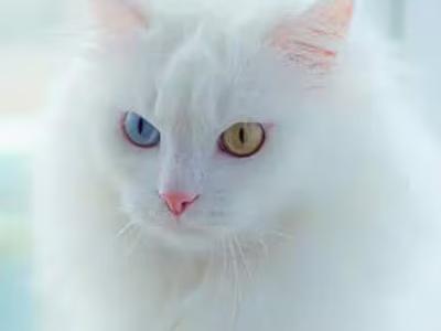 Rebeka